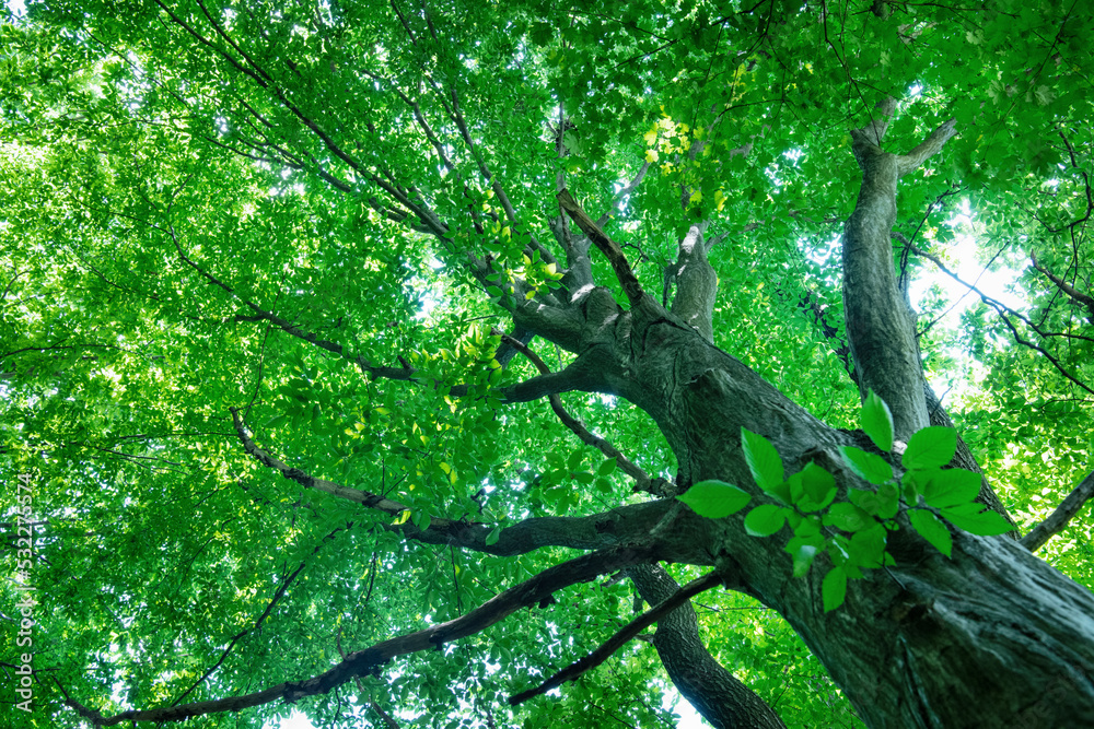 green forest background in a sunny day green forest background in a sunny day
