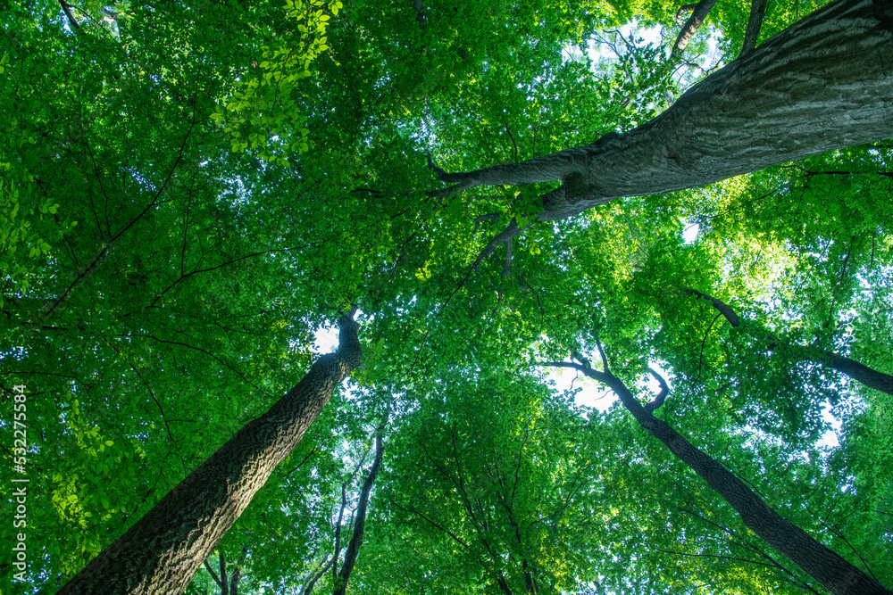 Fototapeta premium green forest background in a sunny day