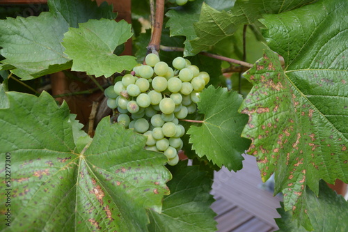 ripe white grapes, fruits, 