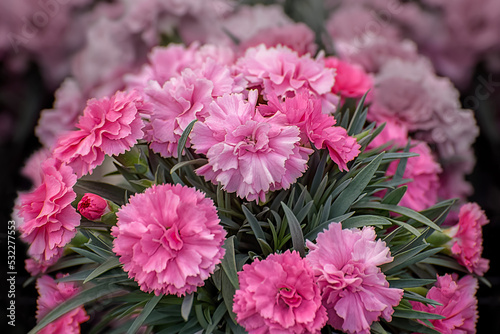 Dianthus caryophyllus, commonly, the carnation or clove pink