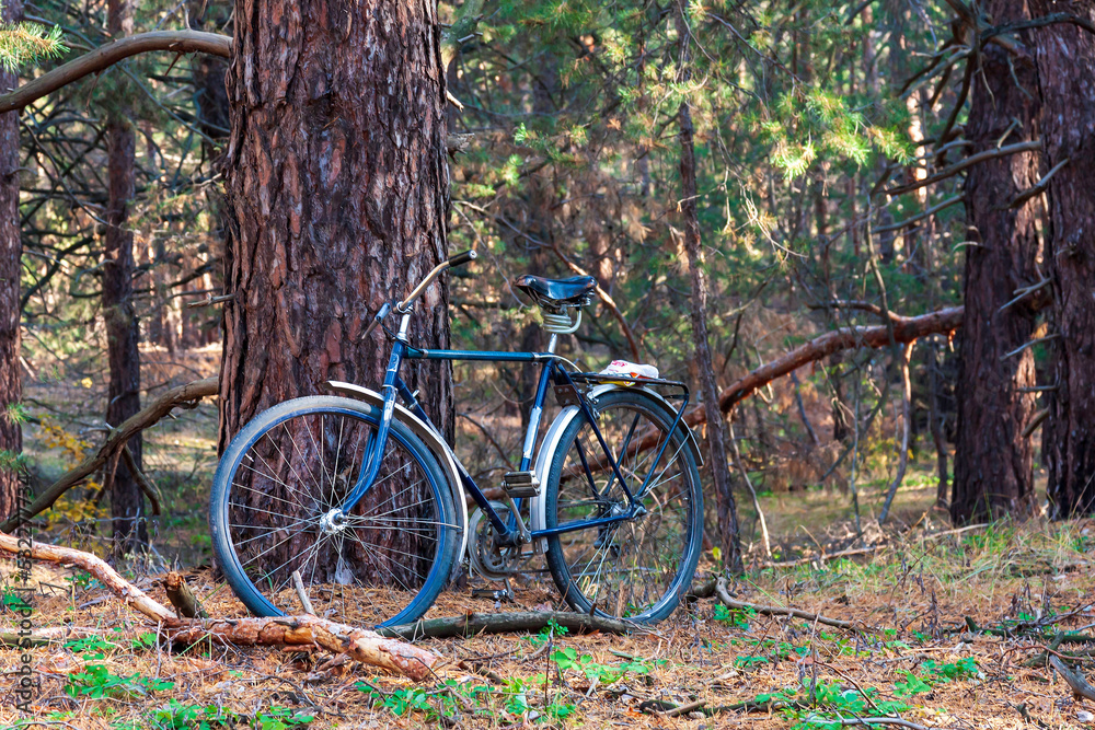 Bicycle left in the forest near the tree