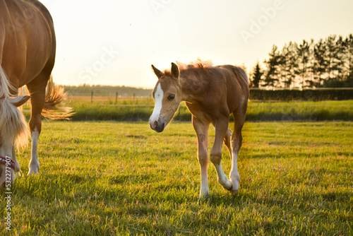 Fotografia Welsh Mountain pony foal on a field at golden hour