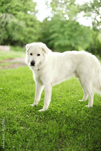 A maremma sheepdog on a small farm in Ontario, Canada.