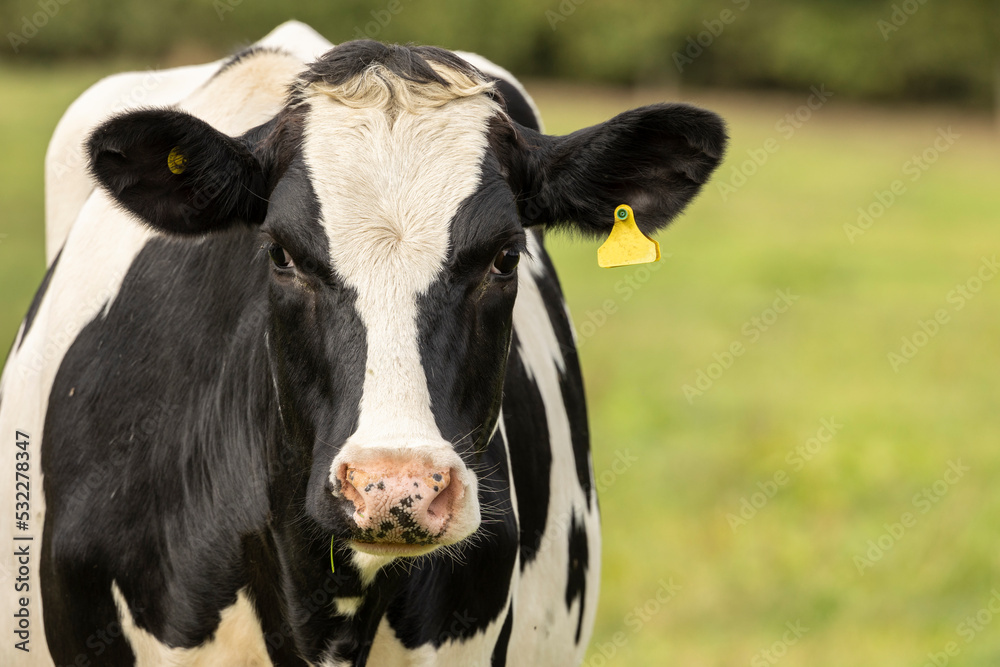 Close up portrait of the head of a Friesian Cow