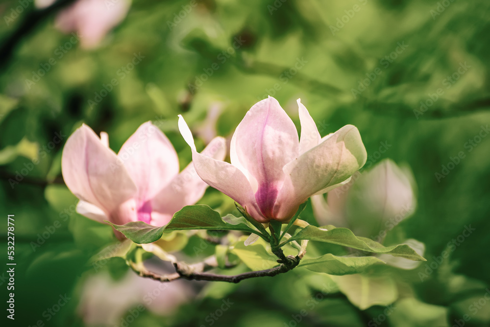 Magnolia spring flowers Magnolia spring flowers