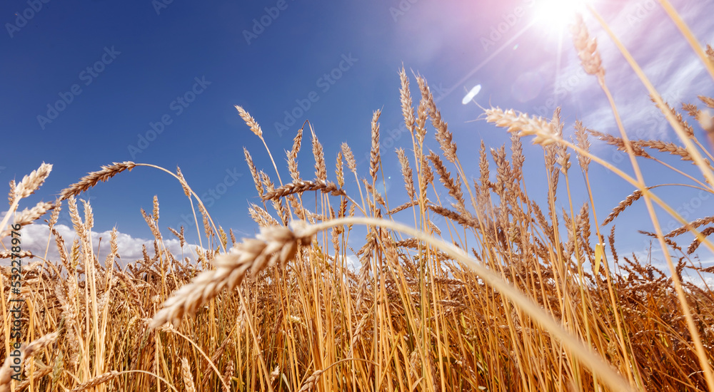 Fototapeta premium Ears of golden wheat field. Beautiful background rural harvest sun light with blue sky, down view