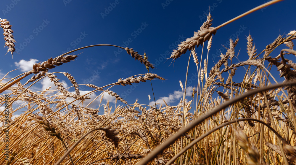 Fototapeta premium Banner ripe golden wheat field Background blue sky sunlight summer day, wide view. Copy space