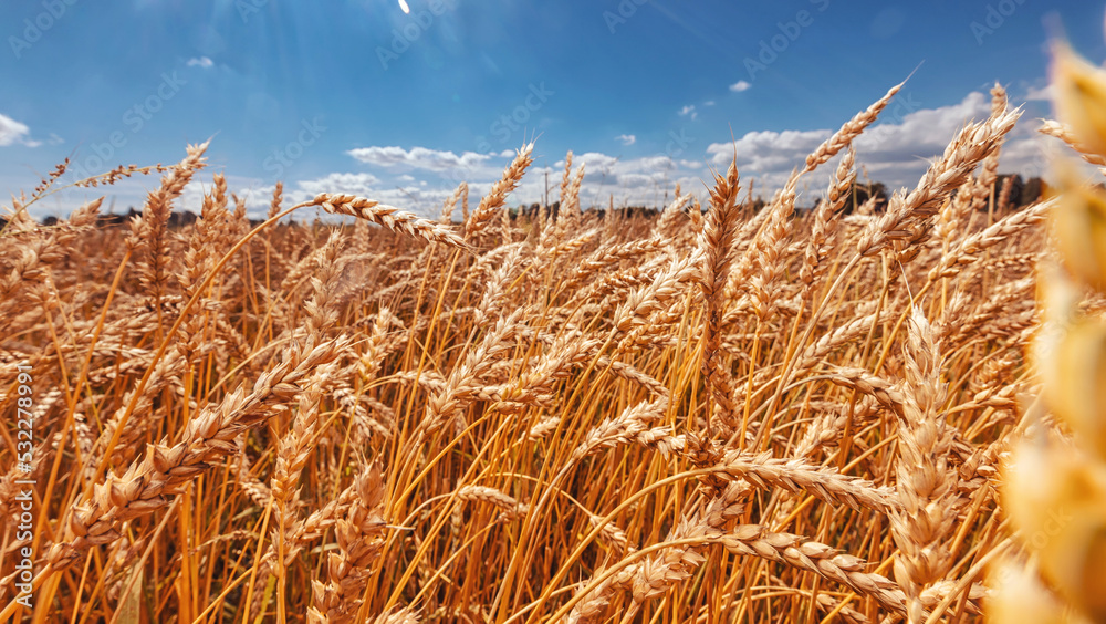 Fototapeta premium Banner Wheat field with golden spikelets with sunset clouds