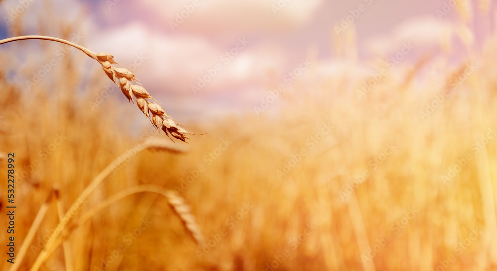 Fototapeta premium Sunlight Macro ripe golden wheat field, Copy space