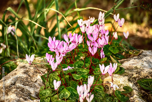 Wild cyclamens flowers photo