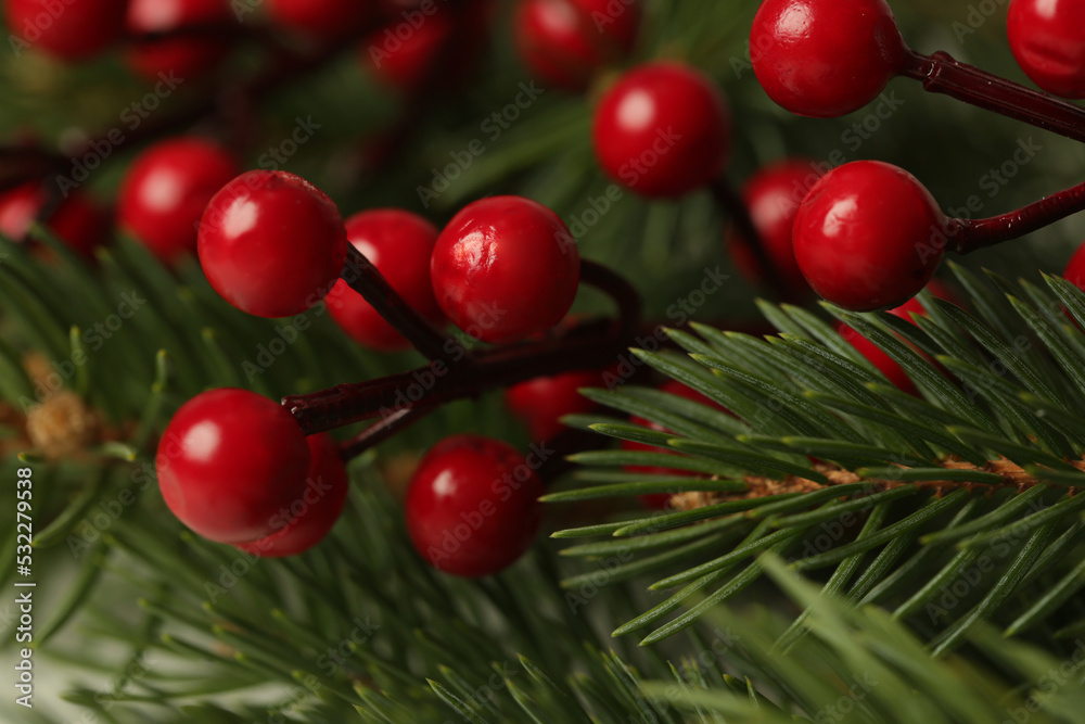Christmas tree branches with red berries, close up	