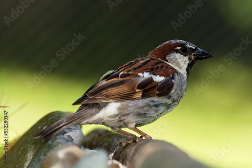  House sparrow stands on a stick. Czechia.