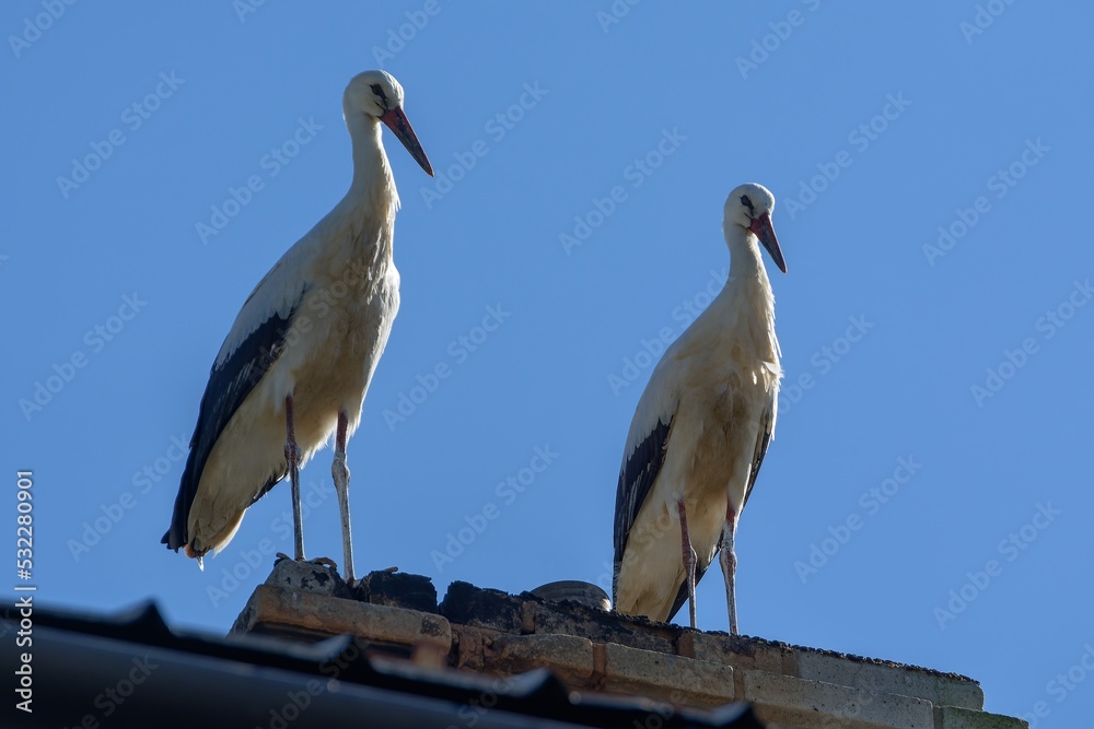 Two storks on the chimney of a family house. Czechia.