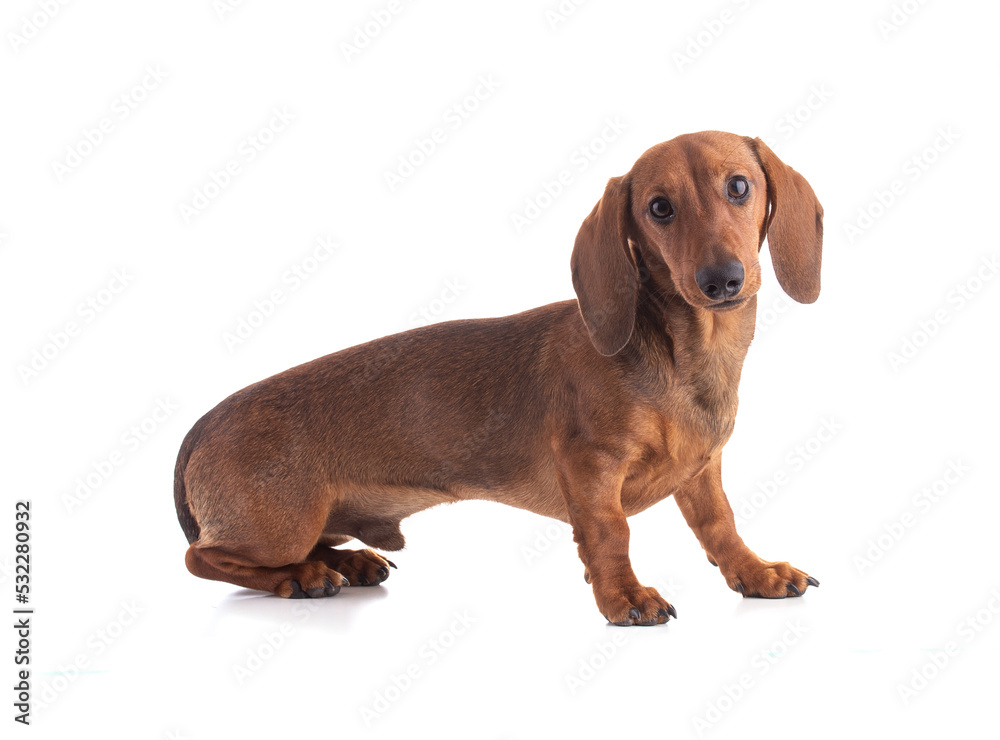 Dachshund, sausage dog sitting