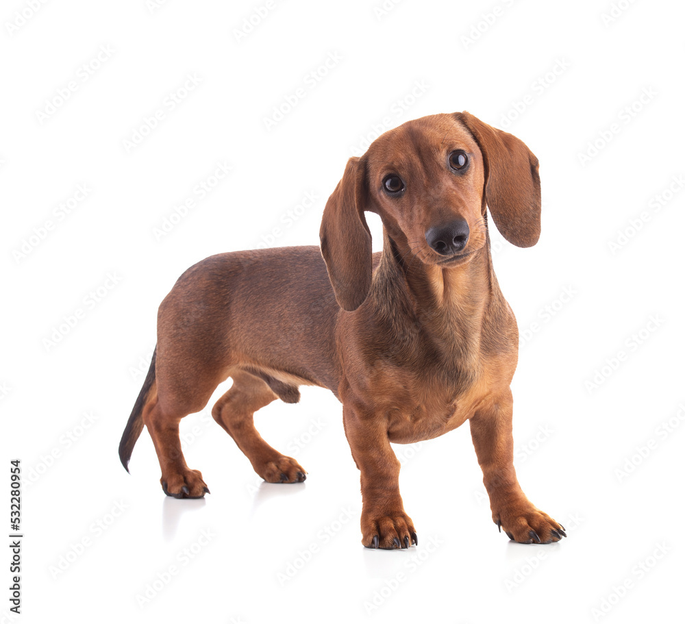 Dachshund, sausage dog, isolated