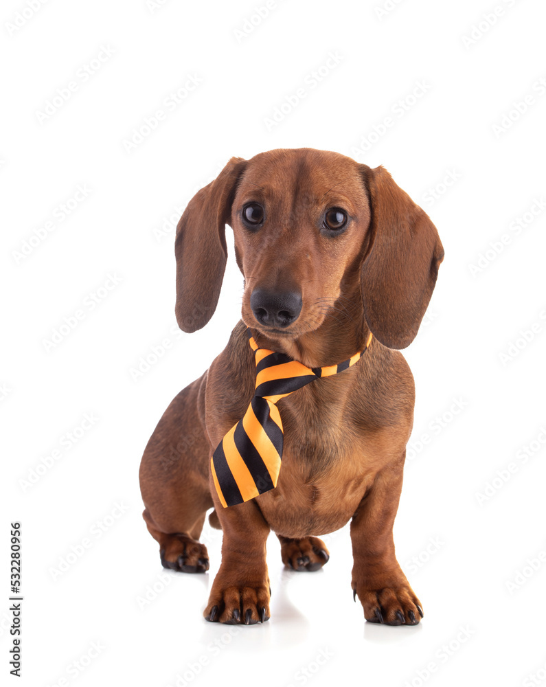 Dachshund, sausage dog with a yellow striped tie
