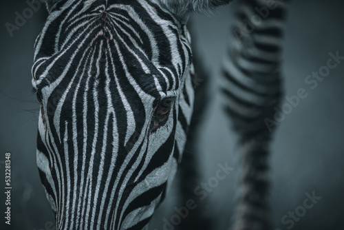 Portrait Zebra, close-up