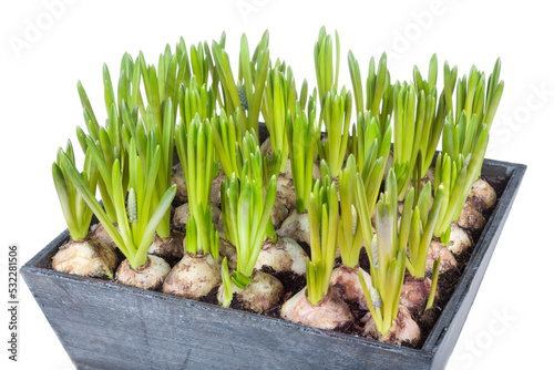 Blue grapes in a wooden basket  isolated on transparent background