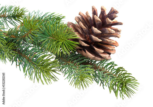 Leinwand Poster Fir branch with pine cone, transparent background