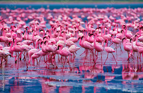 Fototapete Flamingos in Ngorongoro Crater National Park.Tanzania, Africa.