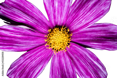 piękny fioletowy kwiat na przezroczystym tle