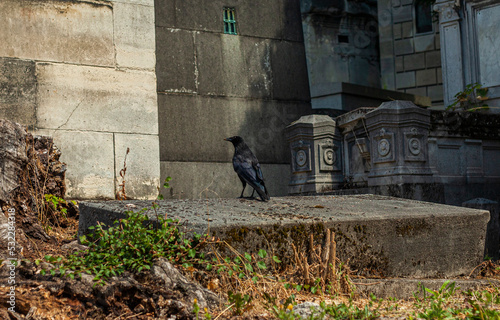 Photography raven in paris cemetery