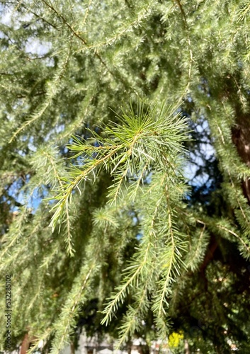 A tree called Cedrus deodara photo