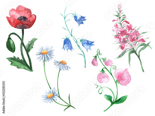 Fototapeta Naklejka Na Ścianę i Meble -  A set of wild flowers hand-drawn in watercolor.