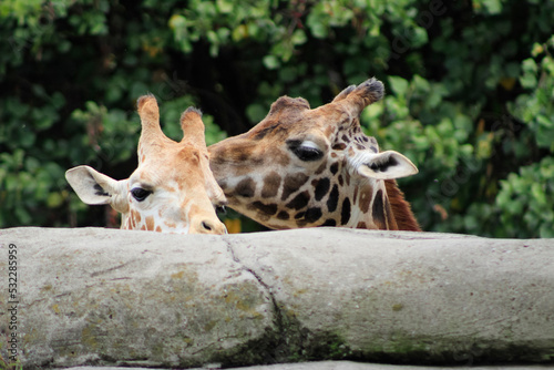 Photography Pair of giraffes looking over the wall