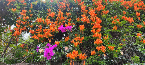 field of flowers