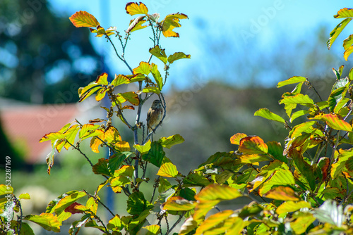observando desde su casa