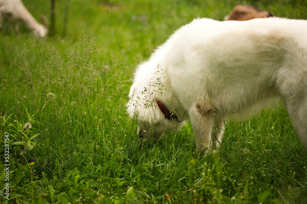 A maremma sheepdog on a small farm in Ontario, Canada. A maremma sheepdog on a small farm in Ontario, Canada.