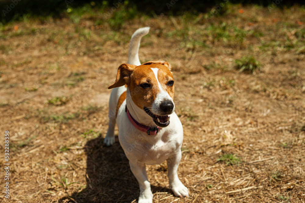 jack russell terrier puppy