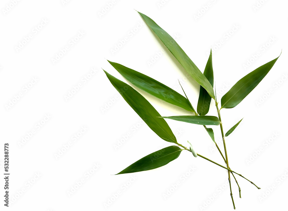 Fototapeta premium bamboo leaves isolated on white
