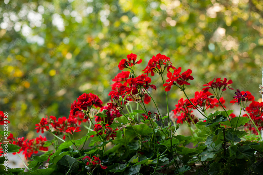 red poppy flowers