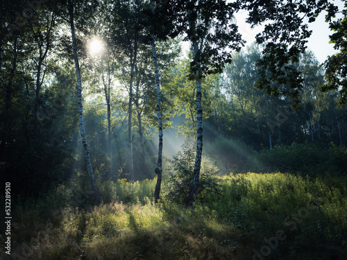 Fototapeta Naklejka Na Ścianę i Meble -  Promienie słońca w letni poranek przebijające się pomiędzy drzewami