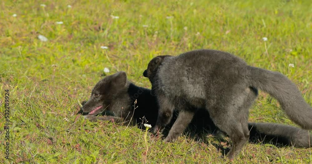 Two brown and black arctic foxes resting in a meadow. Two brown and black arctic foxes resting in a meadow.