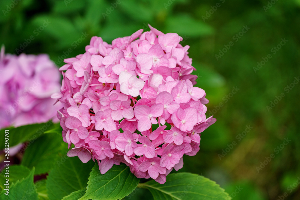 Soft selective macro focus of multicolored pink flowers hydrangea macrophylla against evergreen background. Elegant summer flower landscape, fresh wallpaper and nature background concept