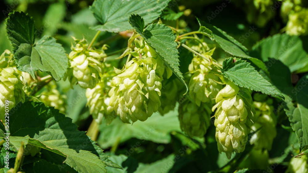 Green fresh hop cones (Humulus lupulus) in sunny in the garden. Сlose up of agricultural plants for making beer and bread. Humulus lupulus, the common hop or hops, in the hemp family Cannabaceae Green fresh hop cones (Humulus lupulus) in sunny in the garden. Сlose up of agricultural plants for making beer and bread. Humulus lupulus, the common hop or hops, in the hemp family Cannabaceae