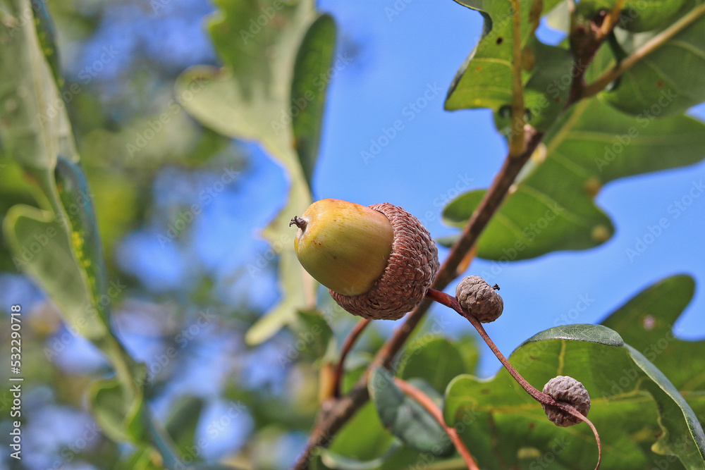 An acorn fruit on a oak branch in autumn An acorn fruit on a oak branch in autumn