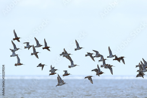 Little stints flying