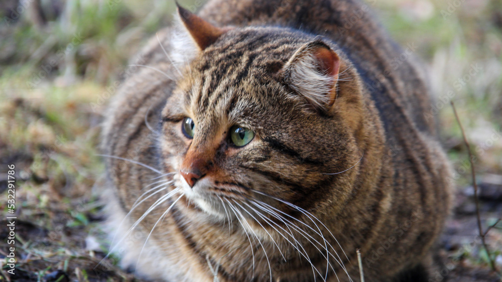A gray, tabby cat with long whiskers and green eyes curled up deep, sits on the ground. A tabby cat, sitting on the ground, looks ahead. Homeless cat. Blurred, selective focus.