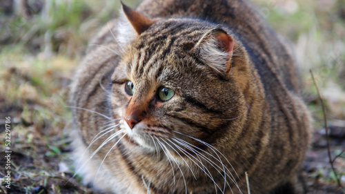 A gray, tabby cat with long whiskers and green eyes curled up deep, sits on the ground. A tabby cat, sitting on the ground, looks ahead. Homeless cat. Blurred, selective focus.