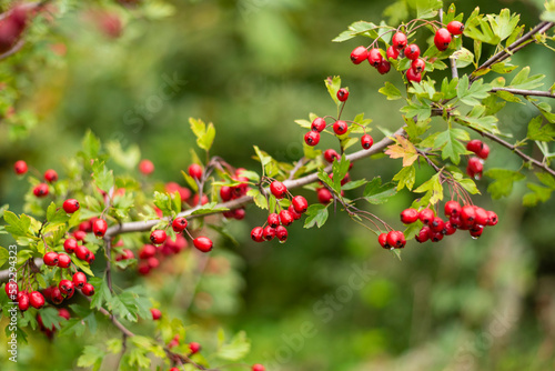 Red ripe cornelian berry or dogwoods growing in a meadow