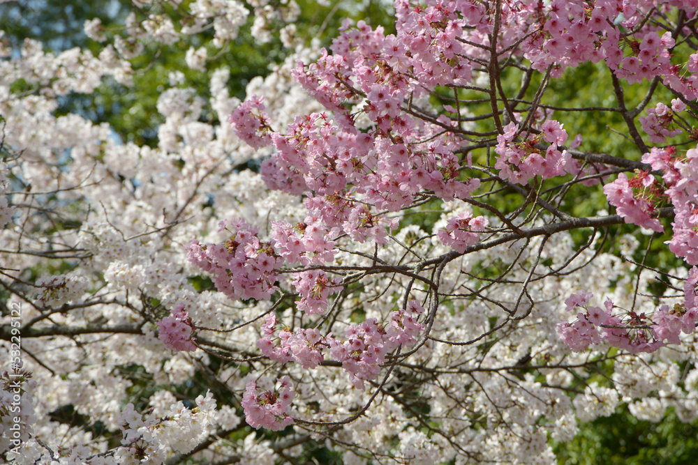 白とピンクの桜　花模様