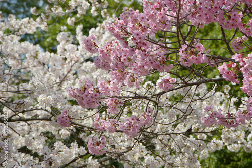 白とピンクの桜 花模様