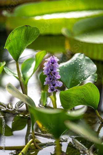 Flower of a Water Hyacinth (Eichhornia azurea) photo