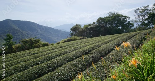 Tea tree field in Taimali Kinchen Mountain in Taitung photo