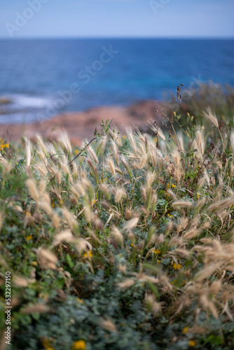 Detail of plants on the coast of Mallorca with view of the Mediterranean Sea.