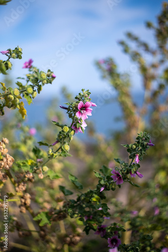 Detail of plants on the coast of Mallorca with view of the Mediterranean Sea.